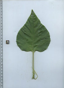 leaftop
