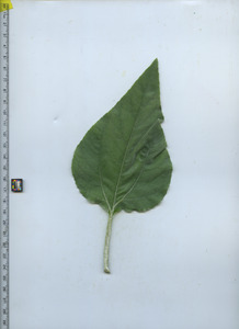leaftop