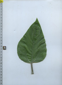 leaftop