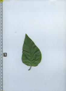 leaftop