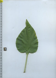 leaftop
