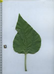 leaftop