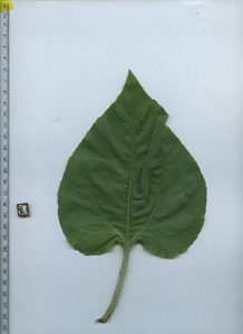 leaftop