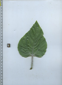 leaftop