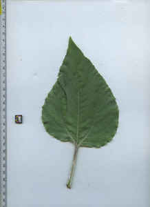 leaftop