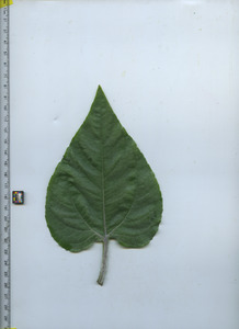 leaftop