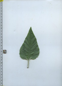 leaftop