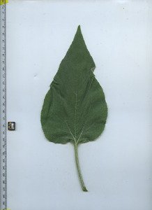 leaftop