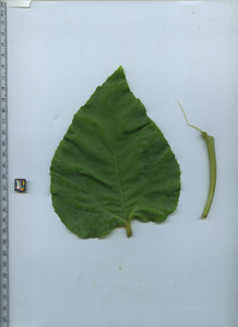 leaftop