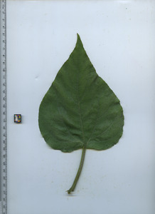 leaftop