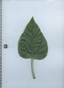 leaftop