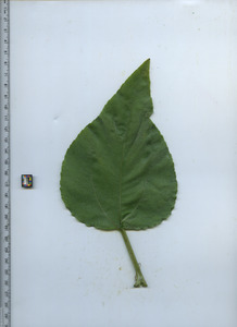 leaftop