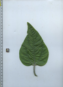 leaftop