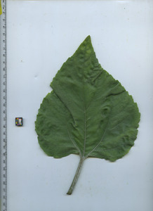 leaftop
