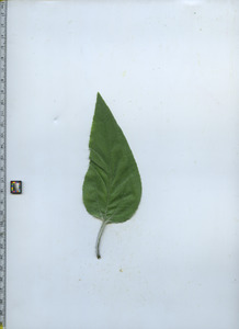 leaftop