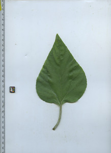 leaftop