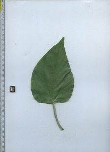 leaftop