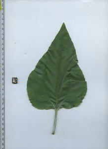 leaftop