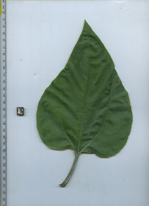 leaftop