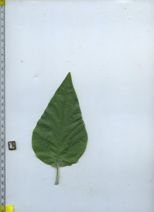 leaftop