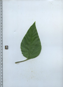 leaftop