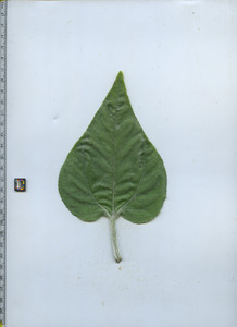 leaftop