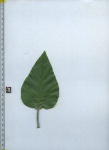 leaftop