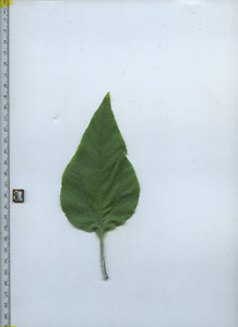 leaftop