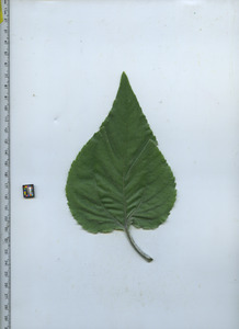 leaftop