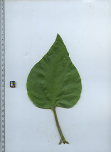 leaftop