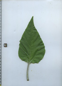 leaftop
