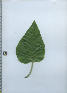 leaftop