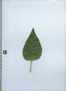 leaftop