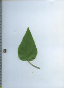 leaftop