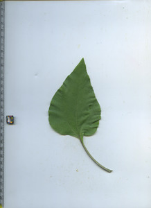 leaftop
