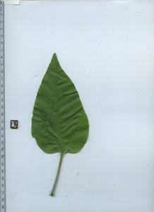 leaftop