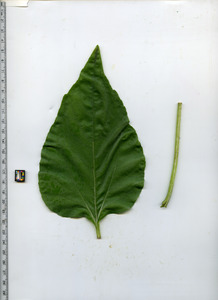 leaftop
