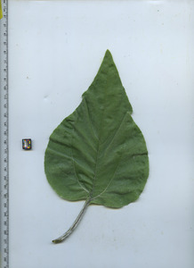 leaftop