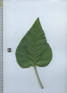 leaftop