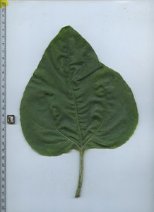 leaftop
