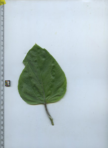 leaftop