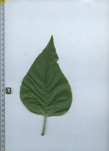 leaftop