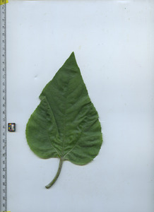 leaftop