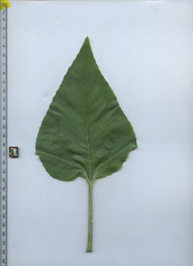 leaftop