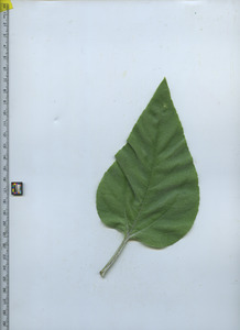 leaftop