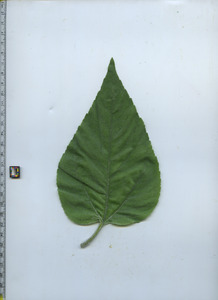 leaftop