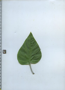 leaftop