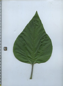 leaftop
