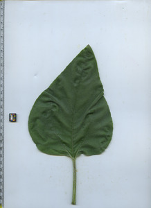 leaftop