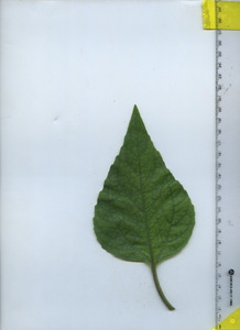 leaftop